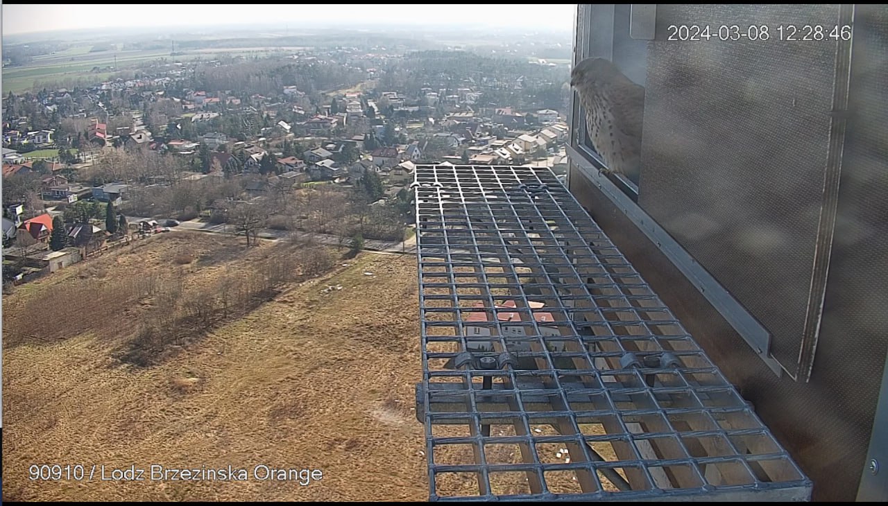 Maszt Orange ma gości. Zobacz podgląd na żywo