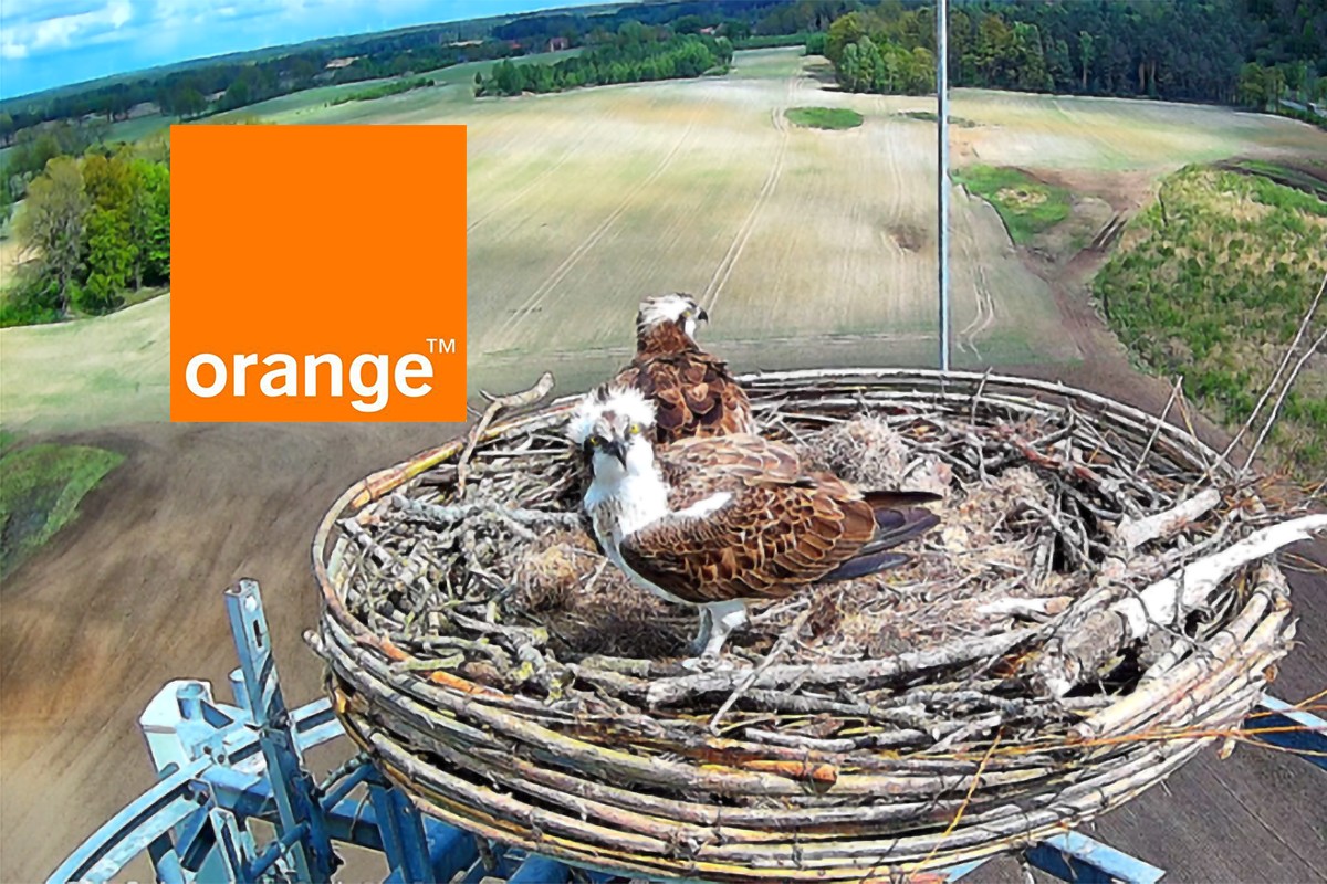 Stacja bazowa Orange to dom dla rzadkiego rybołowa