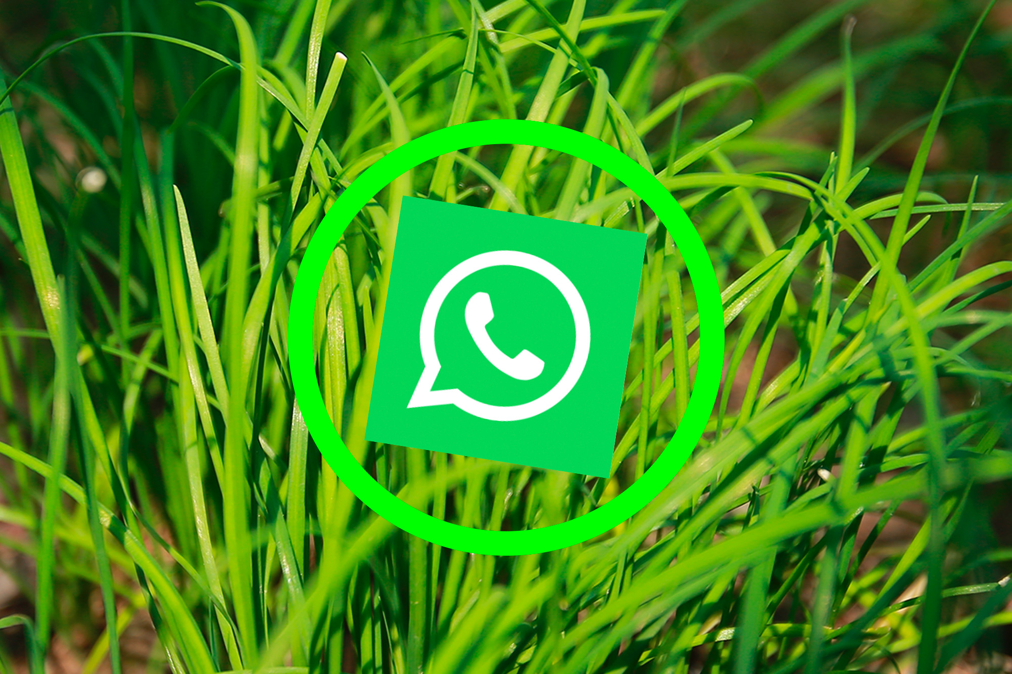 WhatsApp jest zielony jak szczypiorek. Sprawdź, czy już go masz