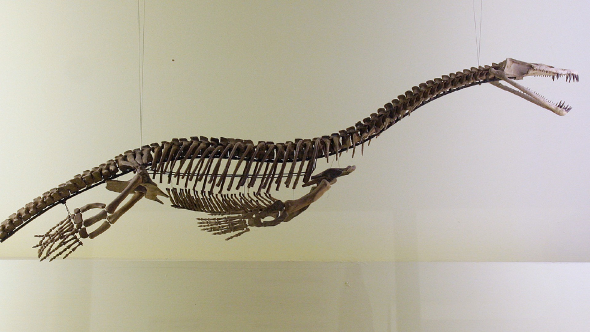 Paleontolodzy po 50 latach uznali, że ich koledzy się pomylili