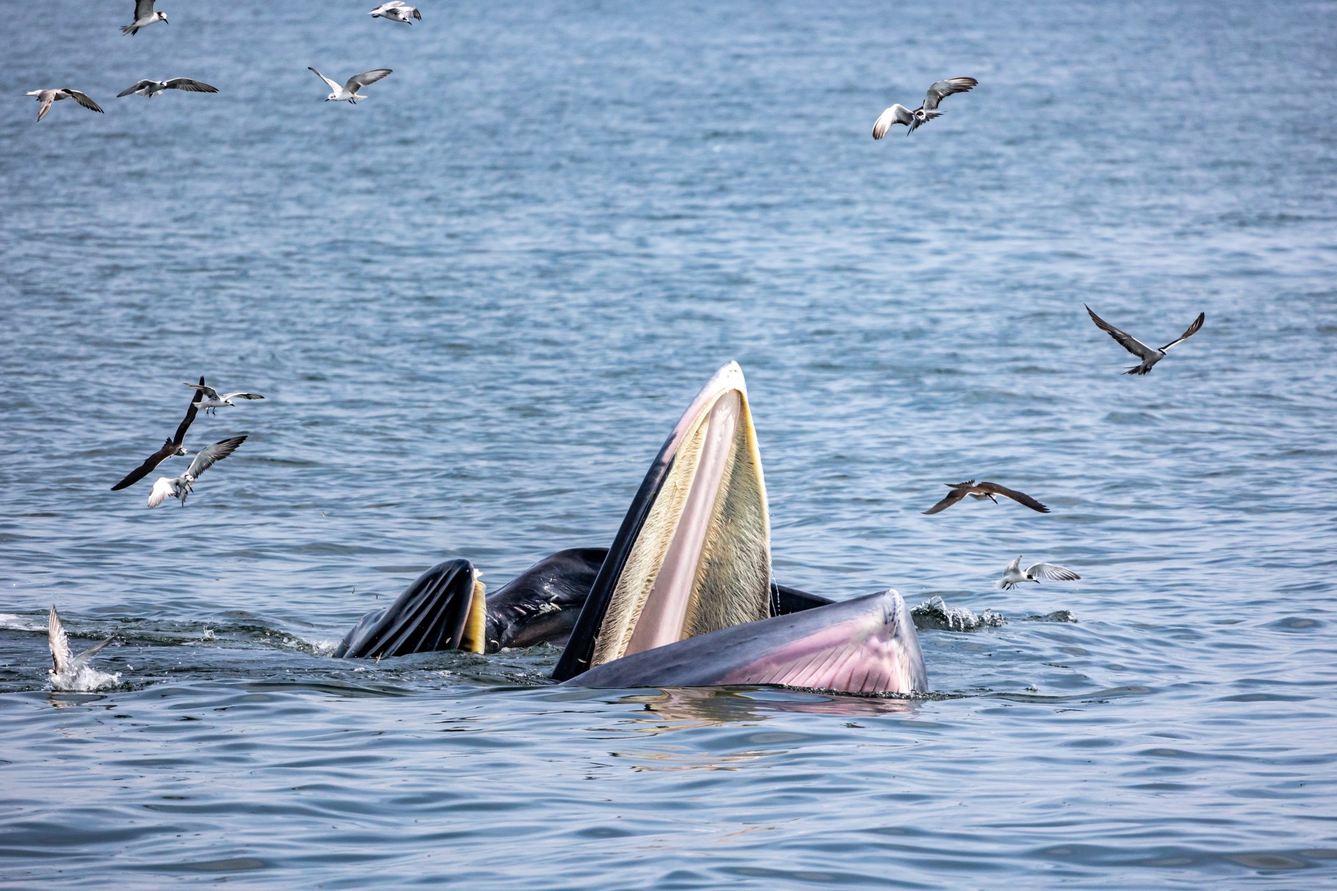 Niepokojące dźwięki z oceanu. To one są jego źródłem?