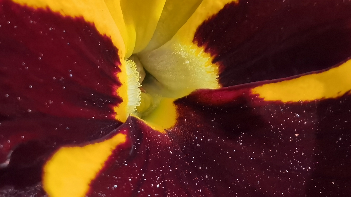 Huawei P40 Pro – daj się porwać fotografii