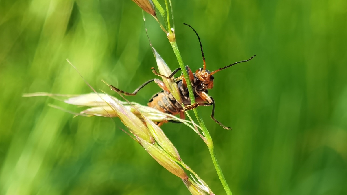 Witaj Huawei P40 Pro+, żegnaj lustrzanko!