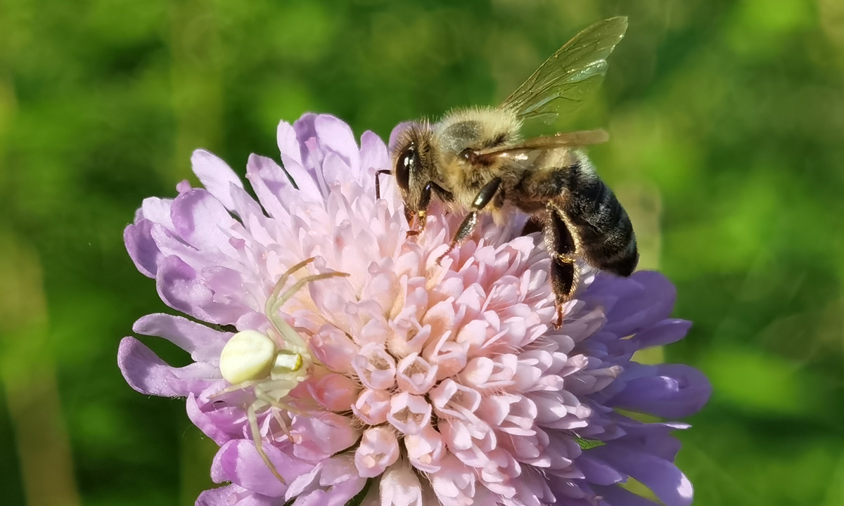 Witaj Huawei P40 Pro+, żegnaj lustrzanko!
