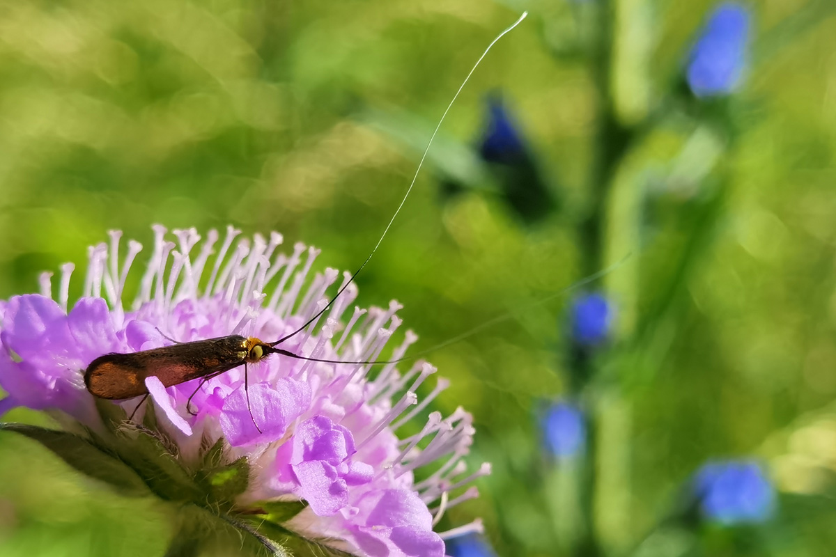 Witaj Huawei P40 Pro+, żegnaj lustrzanko!