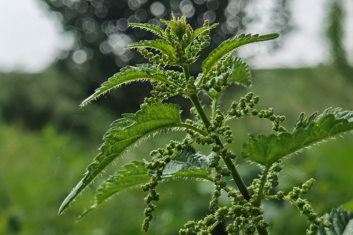 Witaj Huawei P40 Pro+, żegnaj lustrzanko!
