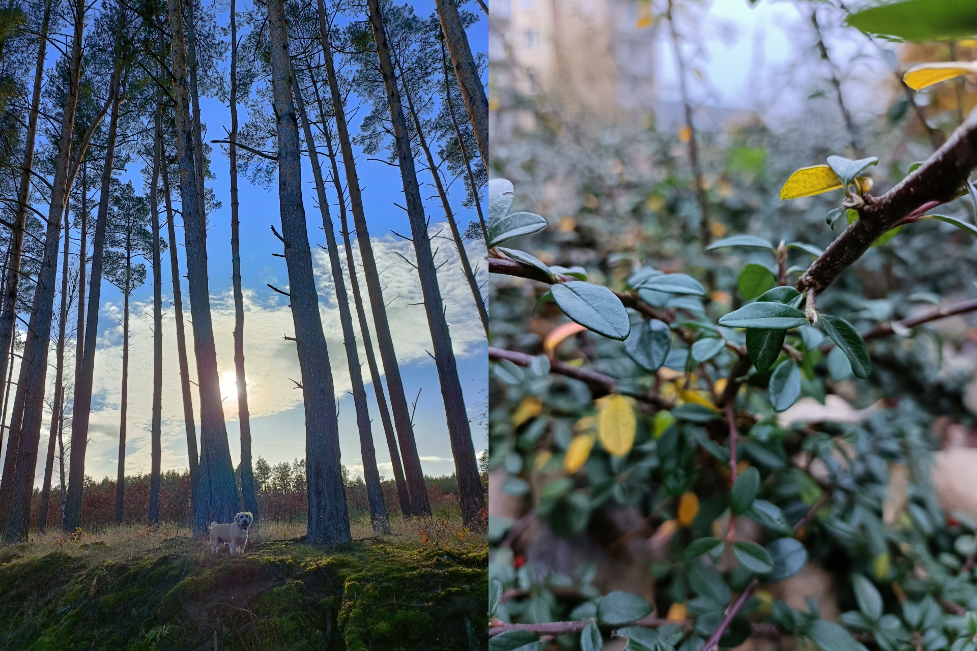 OPPO Reno6 5G – recenzja Czytelnika