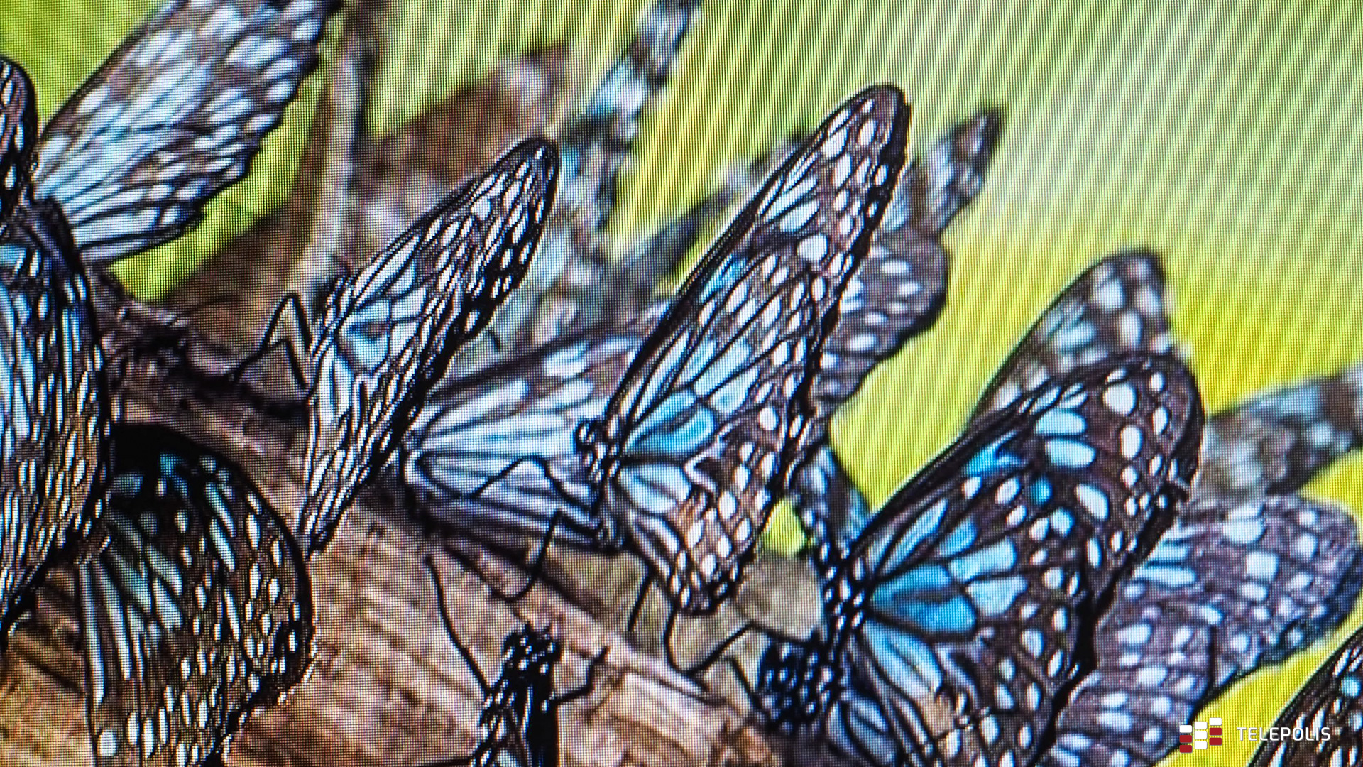 Philips 16B1P3302 – monitor, który zabierzesz w każdą podróż (test)