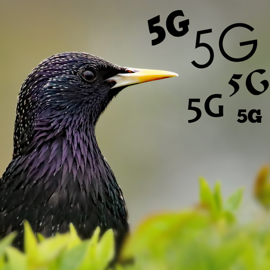 Testy 5G powodem masowej śmierci ptaków. Manipulacja środowisk anty-5G?
